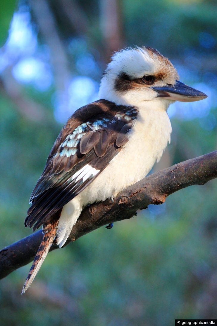 kookaburra teddy