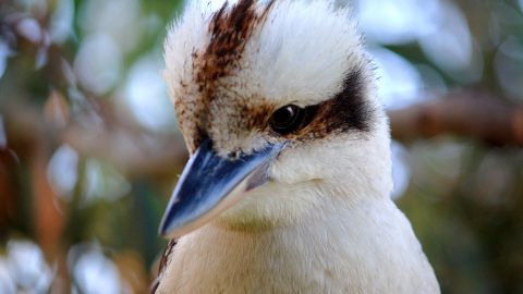 Close Up View of a Kookaburra