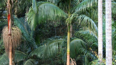 Subtropical Piccabeen Palms