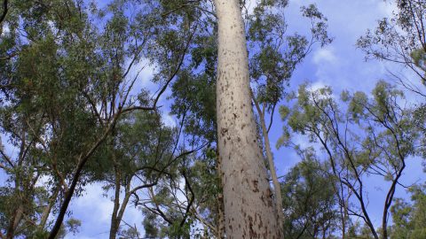 A tall eucalyptus tree with mottled bark.