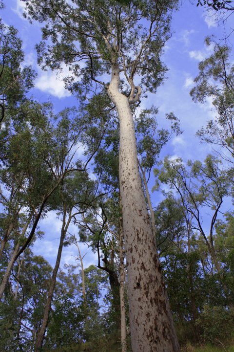 A tall eucalyptus tree with mottled bark.