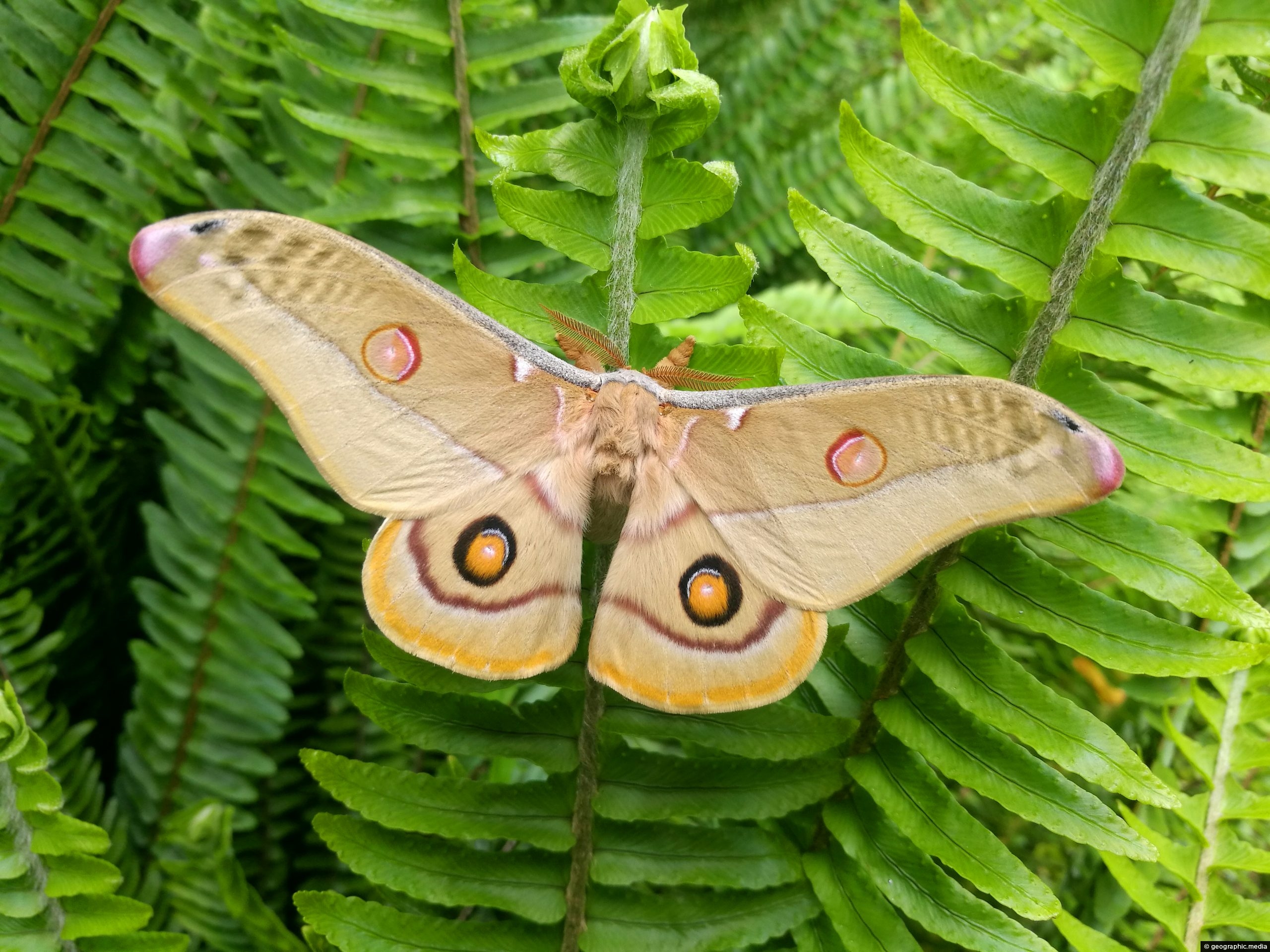 Emperor Gum Moth - Geographic Media