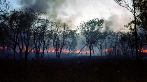 Fire in Litchfield National Park