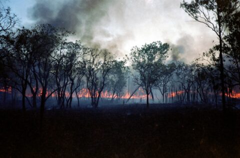 Fire in Litchfield National Park