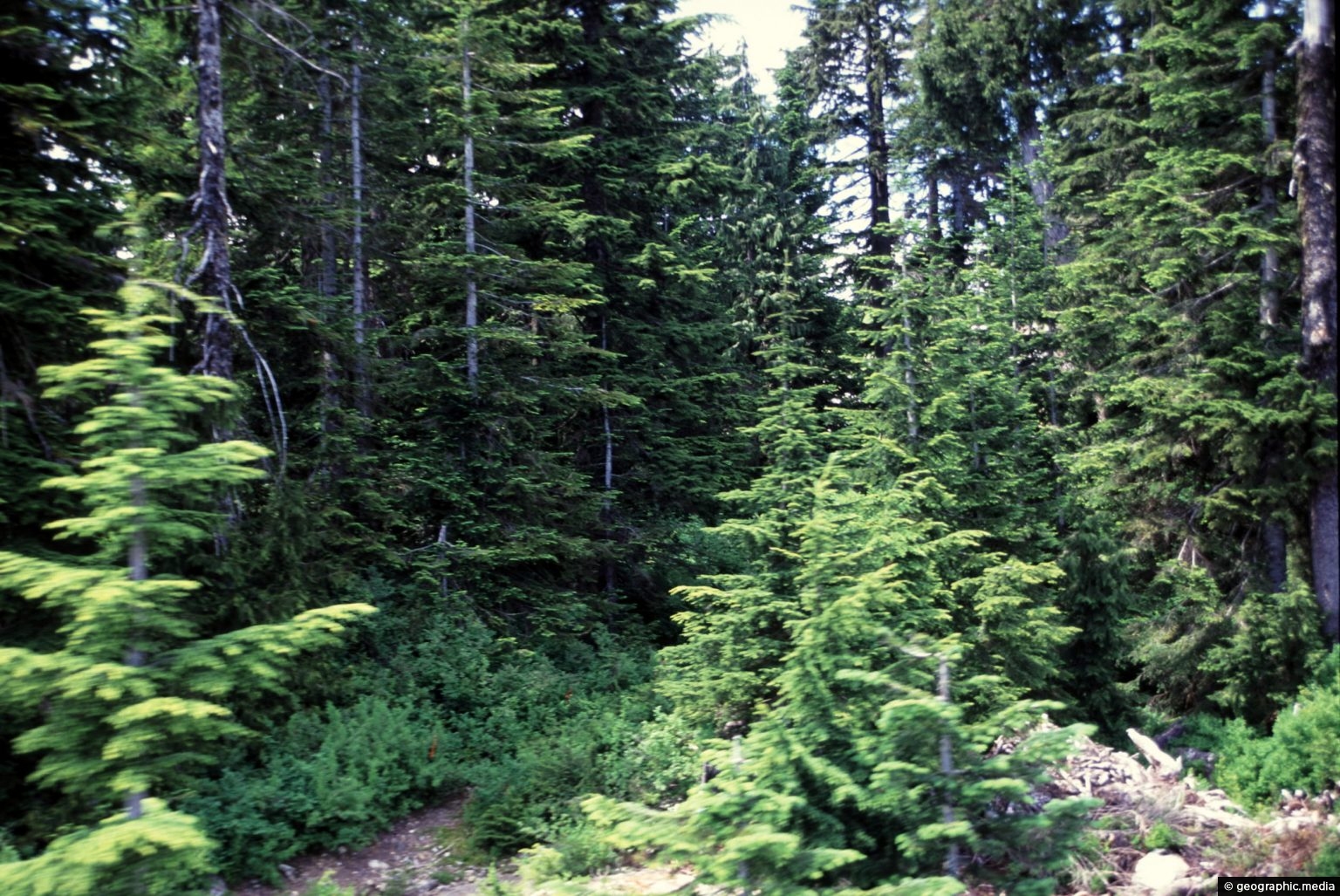 Douglas Fir Forest - Geographic Media