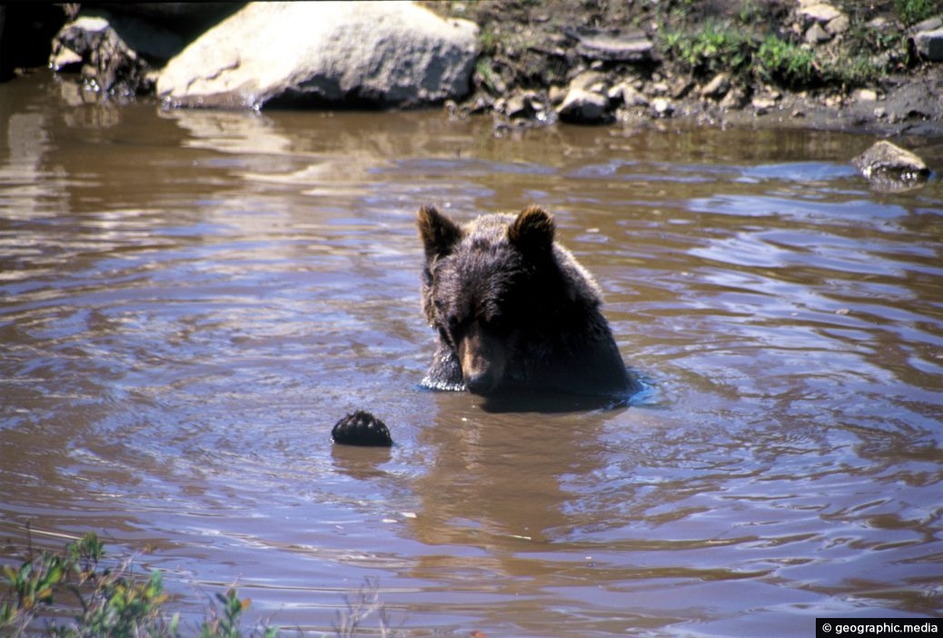 Bathing Grizzly Bear in the North Shore Mountains