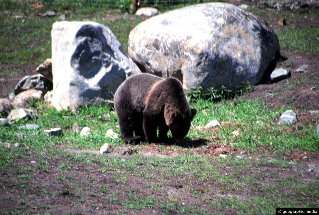 Grizzly Bear in the Northshore Mountains