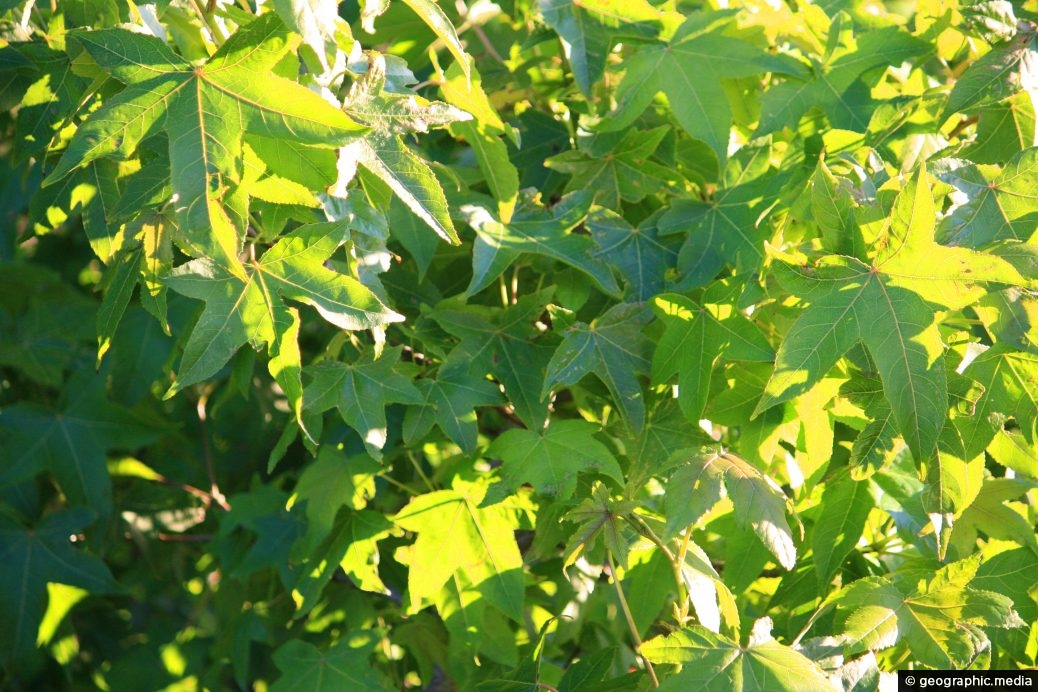 Green Maple Leaves in Summer