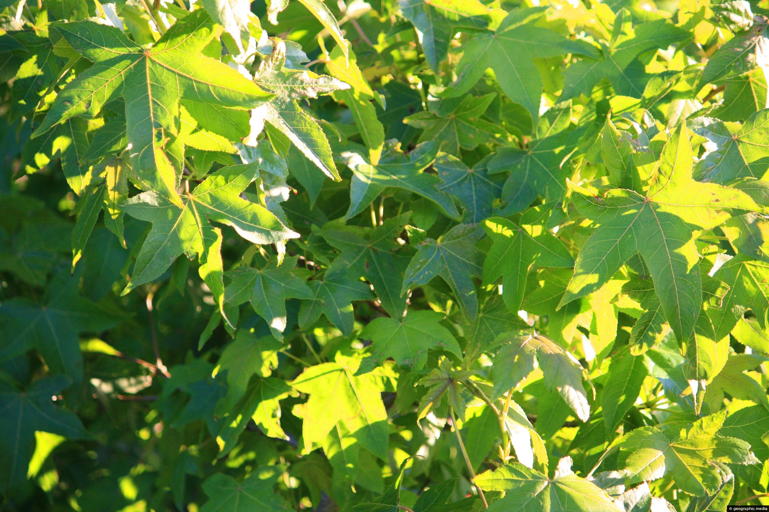 Green Maple Leaves in Summer