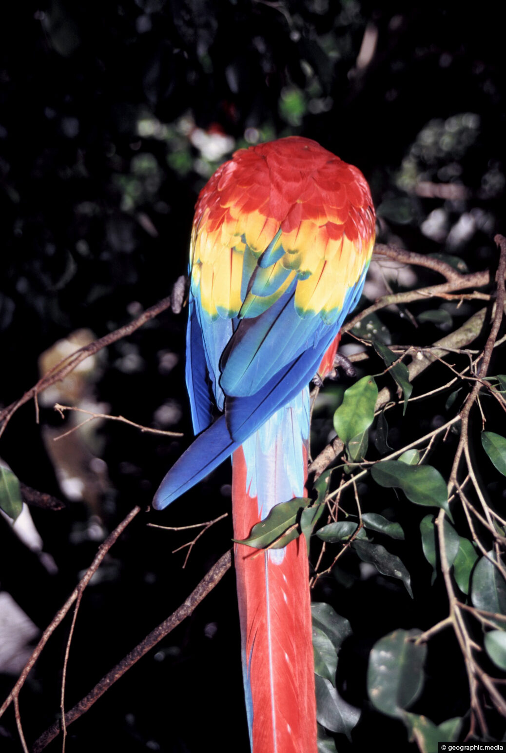 Scarlet Macaw Back