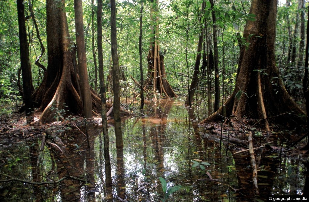 Flooded Forest in the Amazon Rainforest Geographic Media