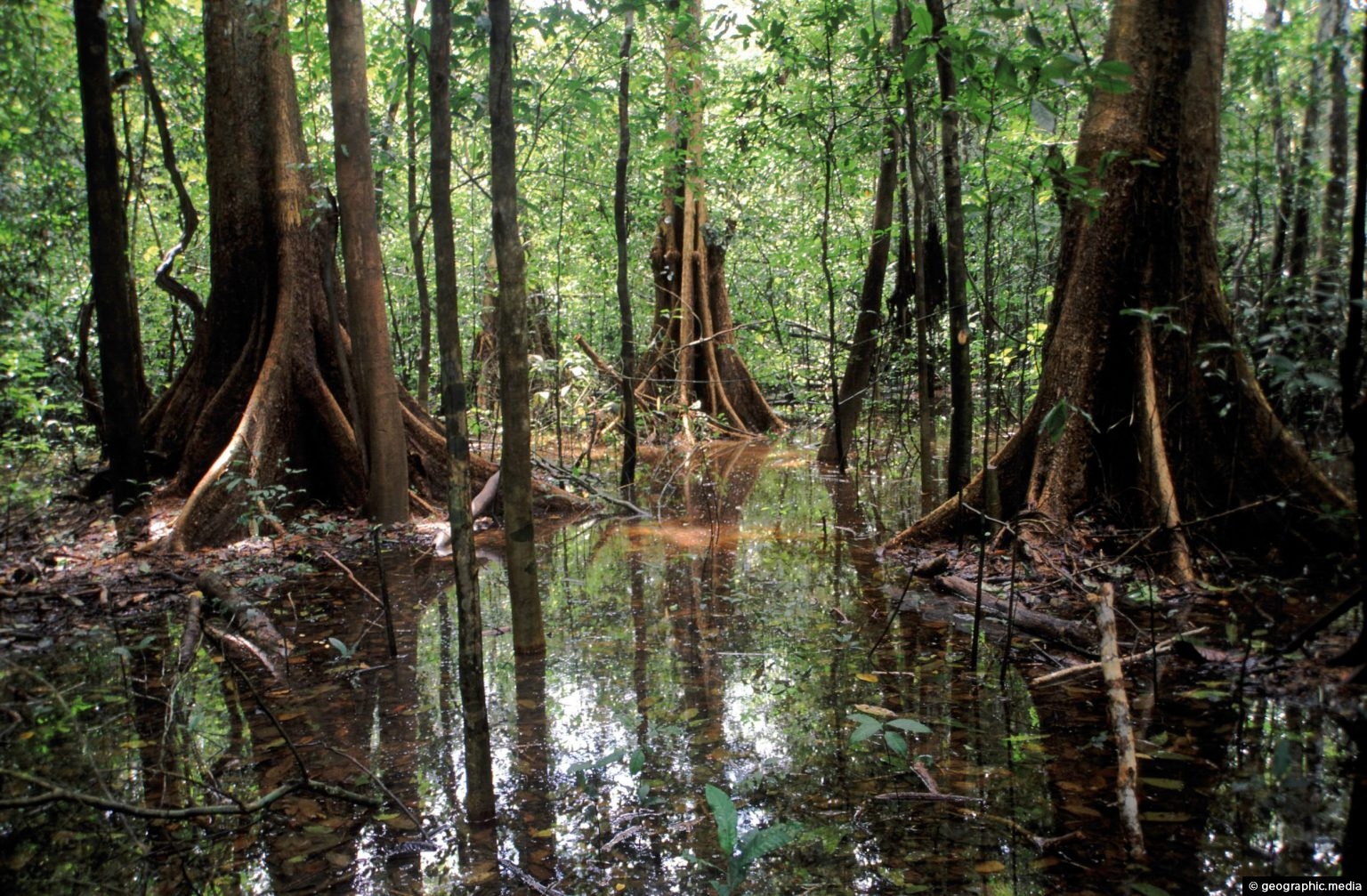 Flooded Forest In The Amazon Rainforest Geographic Media