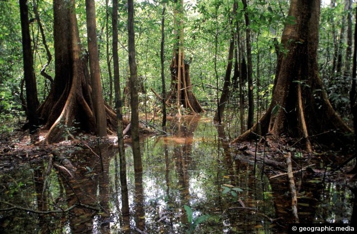 Flooded Forest In The Amazon Rainforest Geographic Media