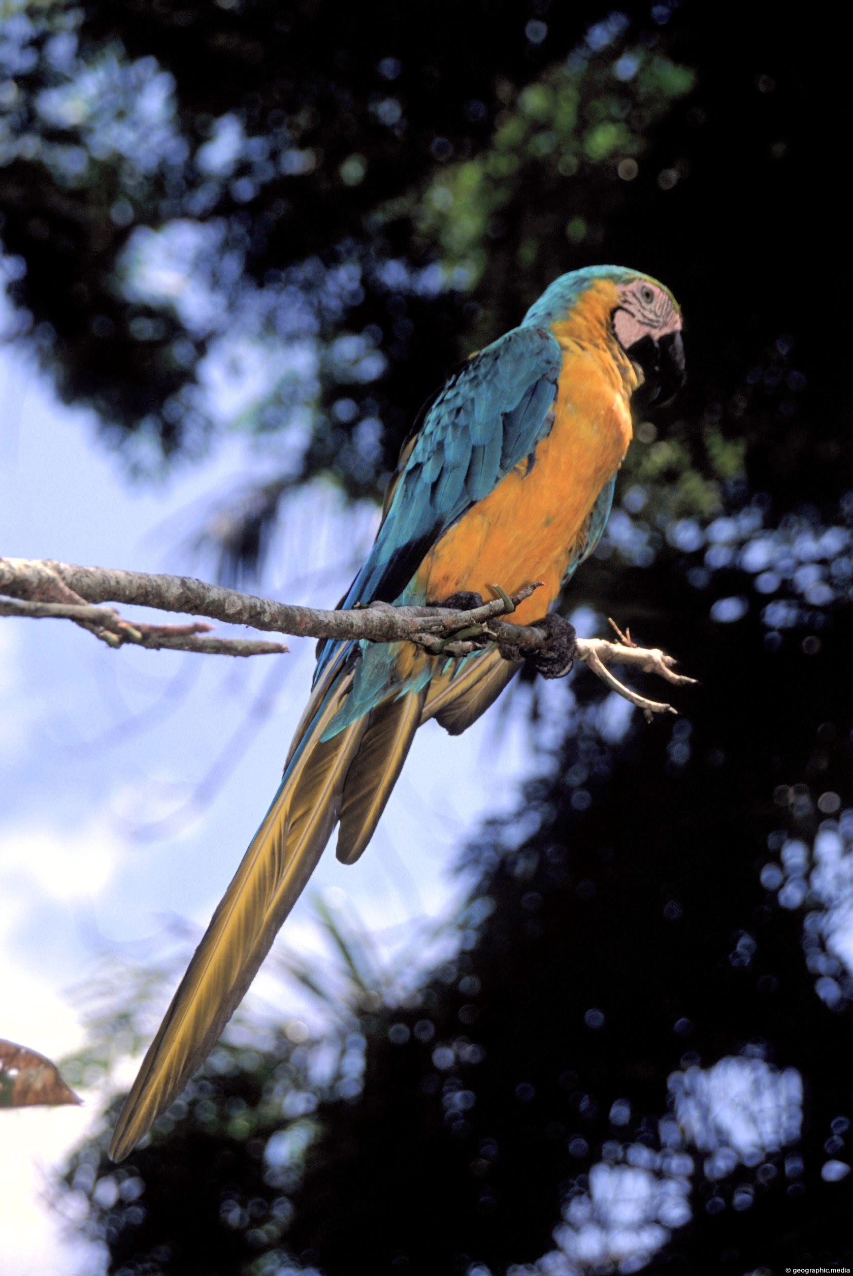 Blue and Yellow Macaw in the Amazon