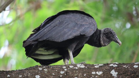 Vulture in the Amazon Forest