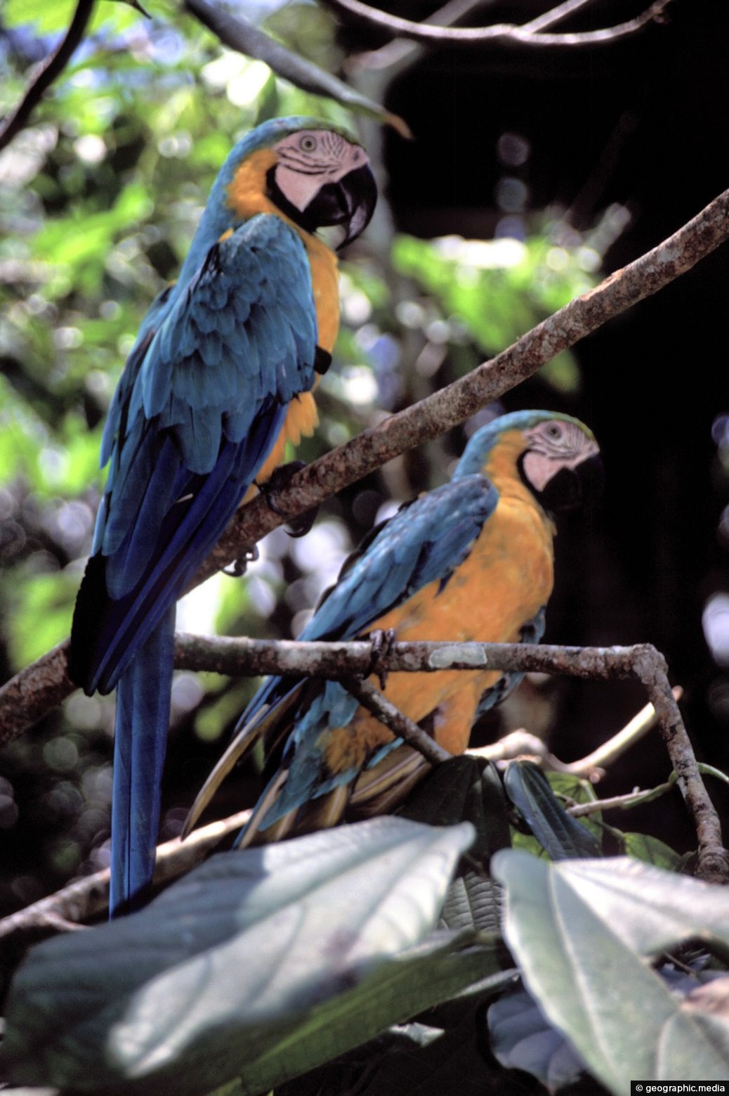Blue and Gold Macaws in Colombia