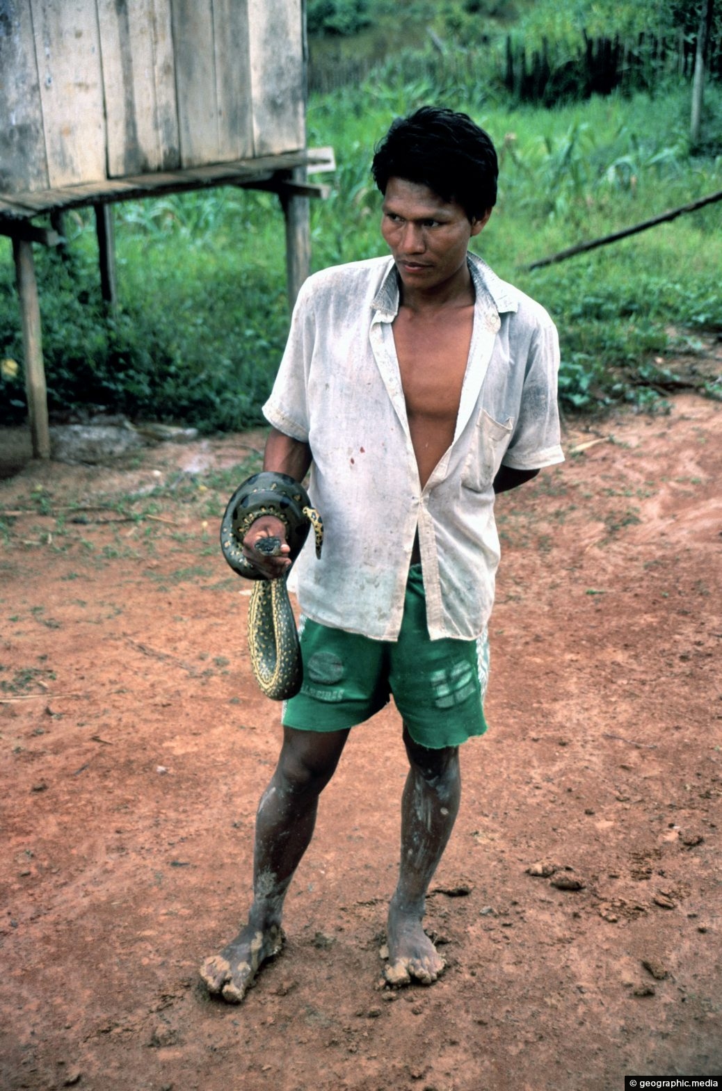 Man Holding an Anaconda in the Amazon Rainforest