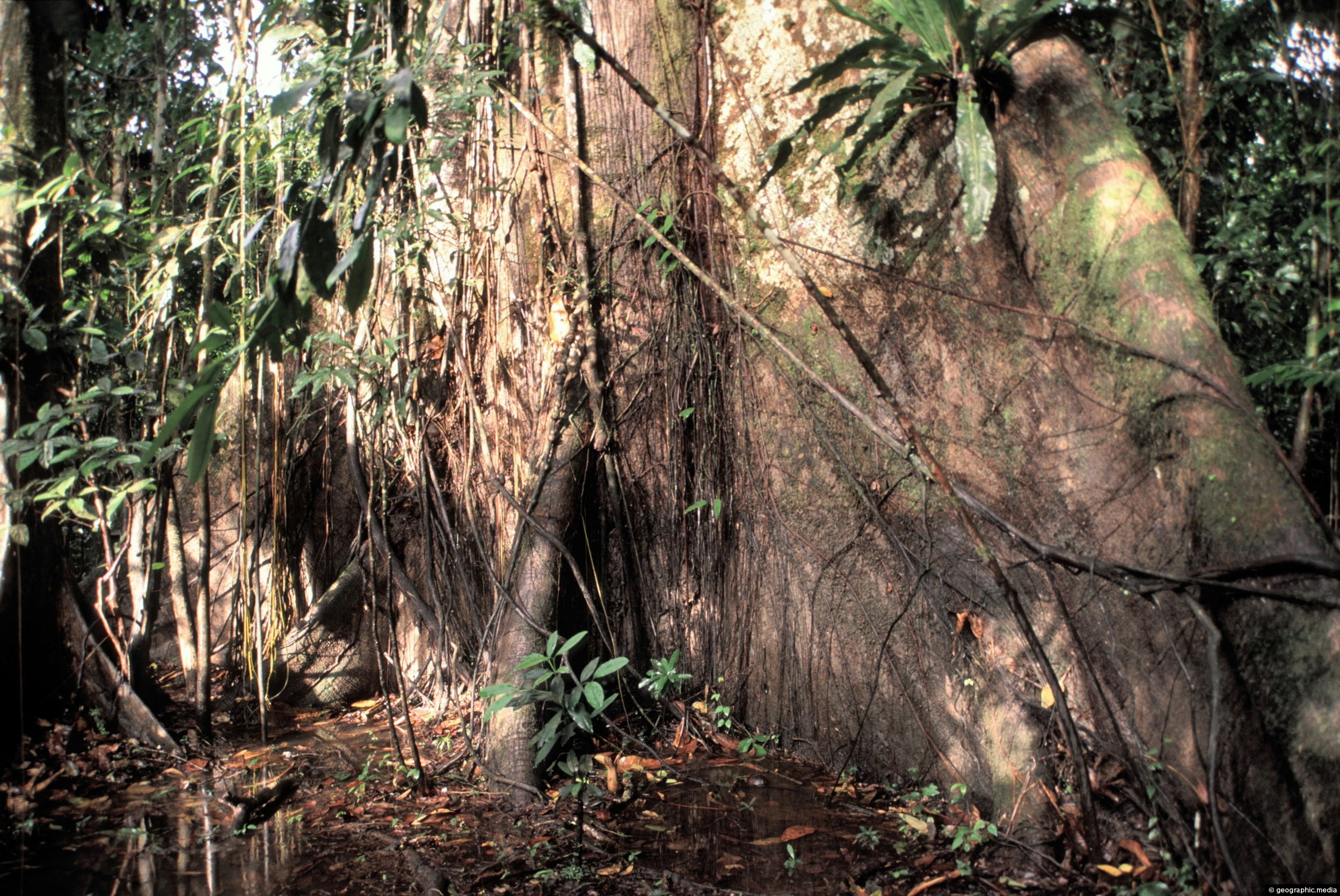 Buttress Roots in the Amazon