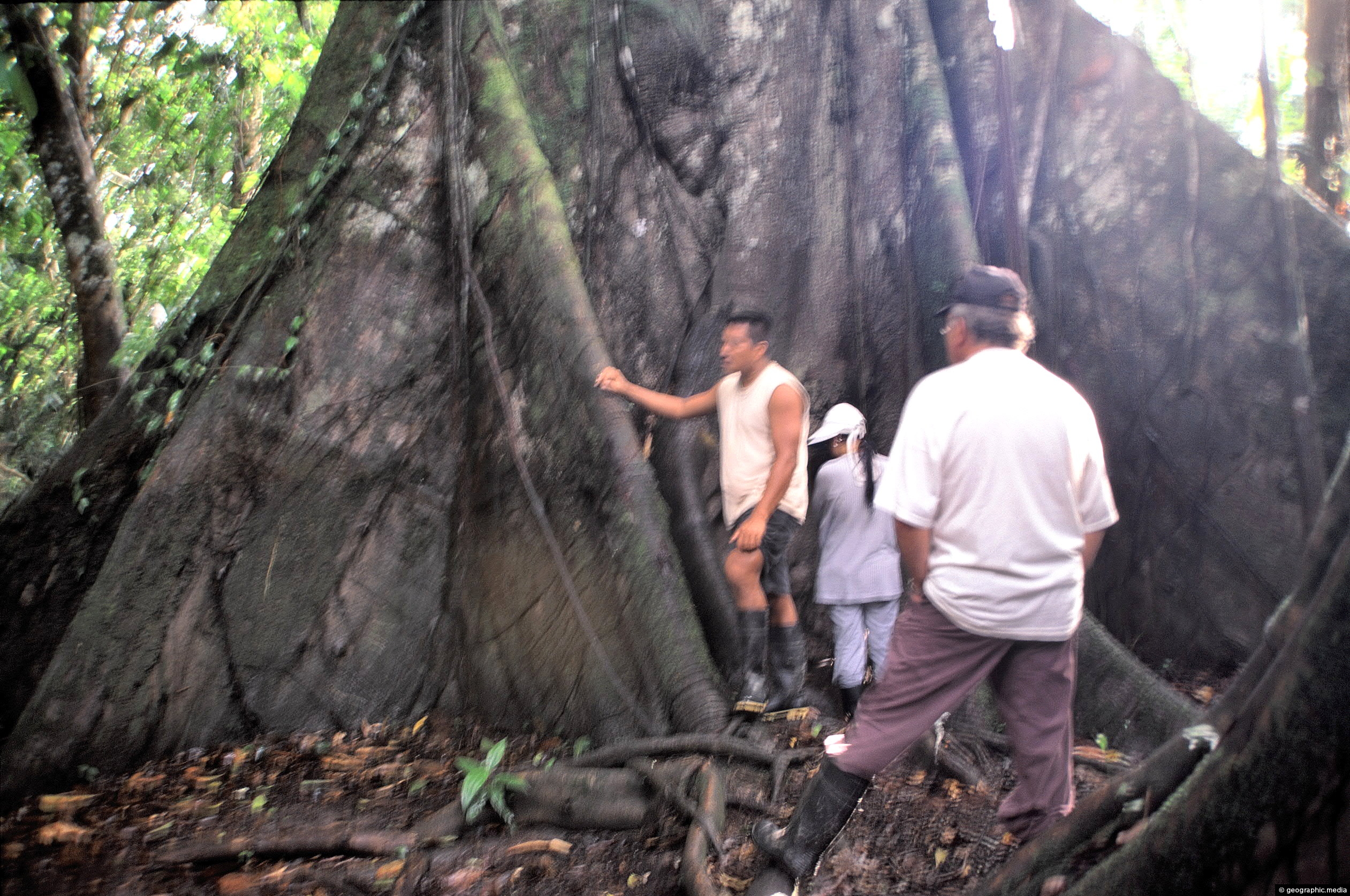 Buttress Roots Amazon Rainforest