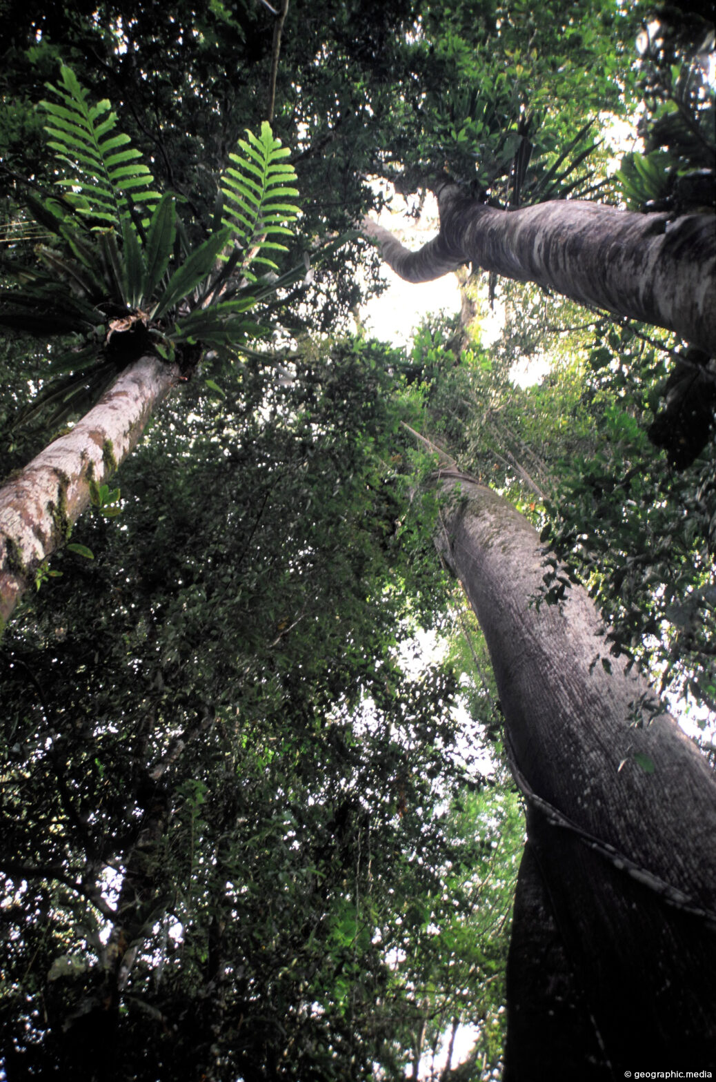 Tall Trees in the Amazon