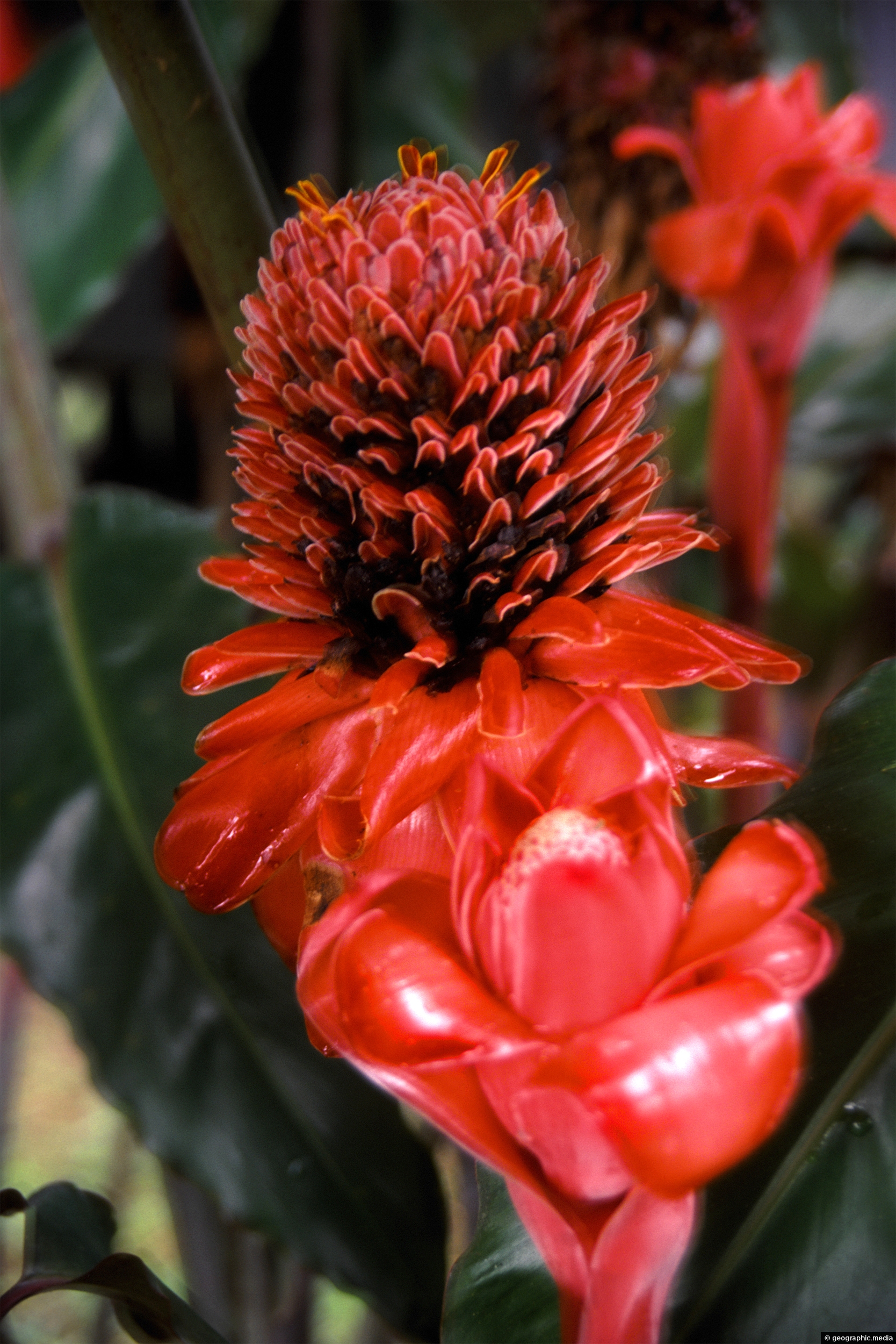 Amazon Flower