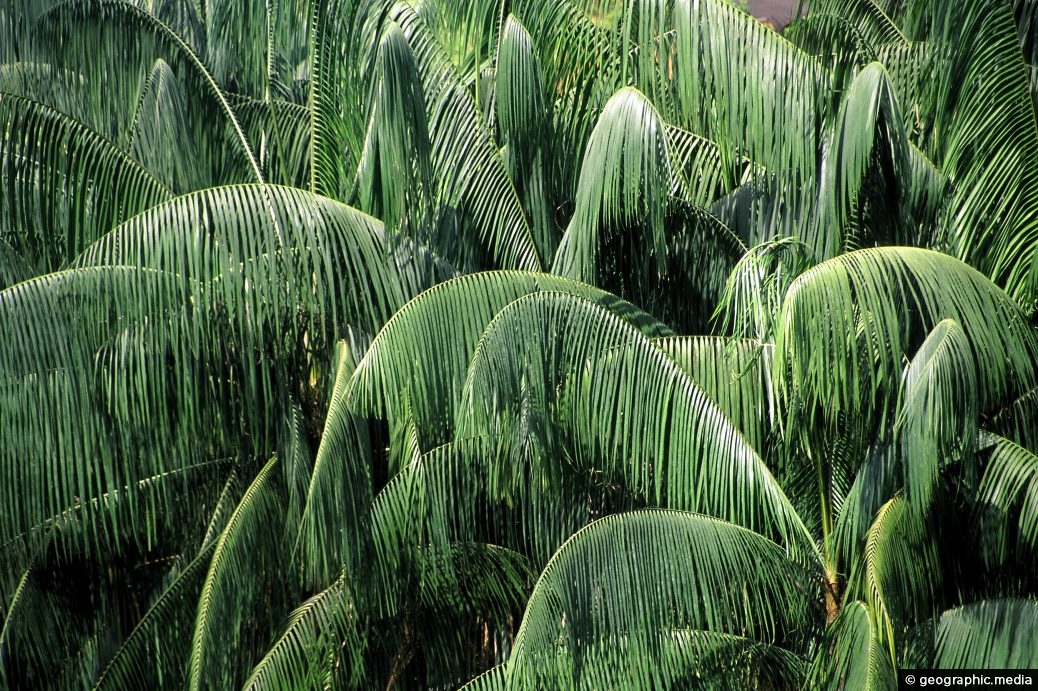 Amazon Palms