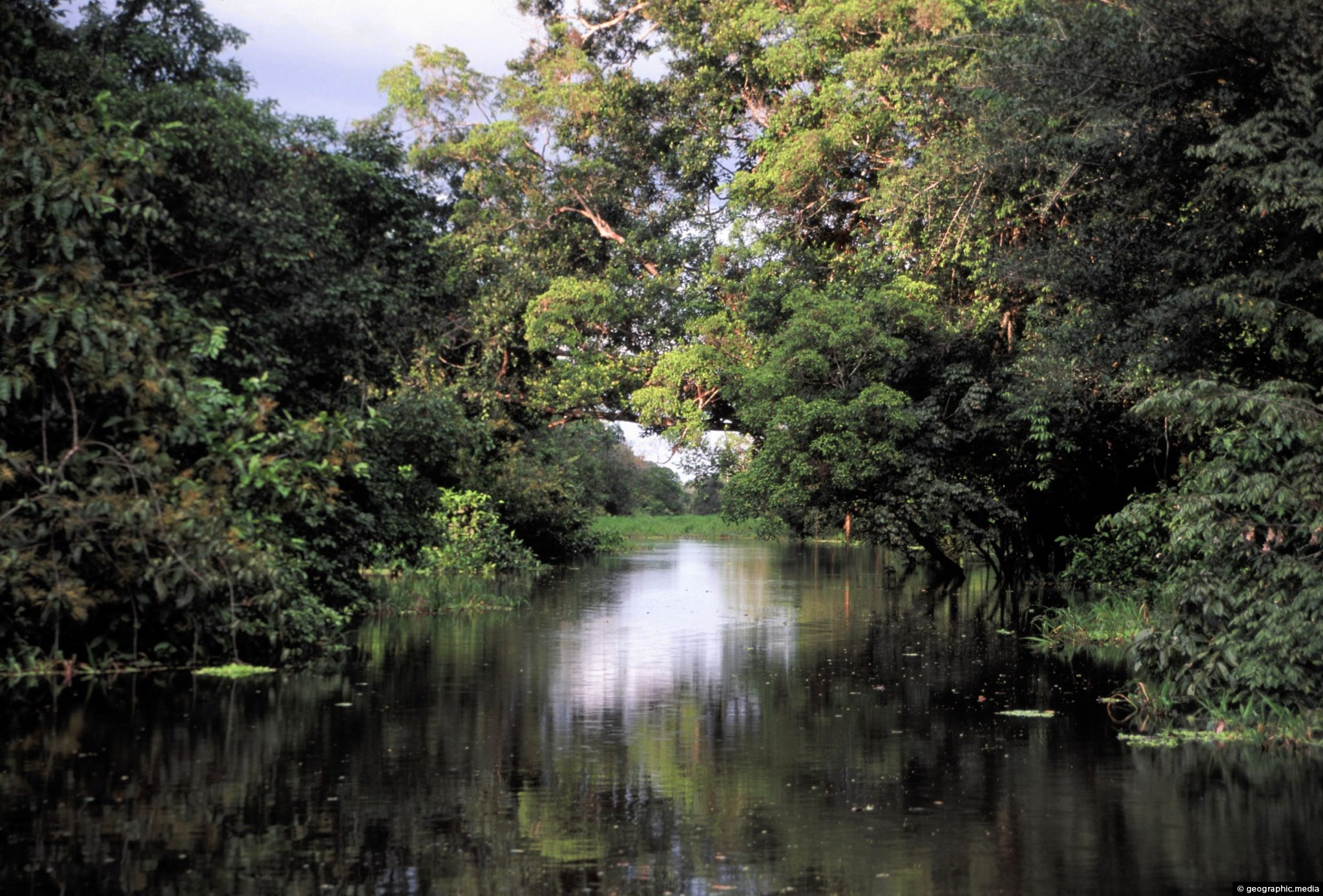 Flooded Forest In The Amazon Rainforest Geographic Media