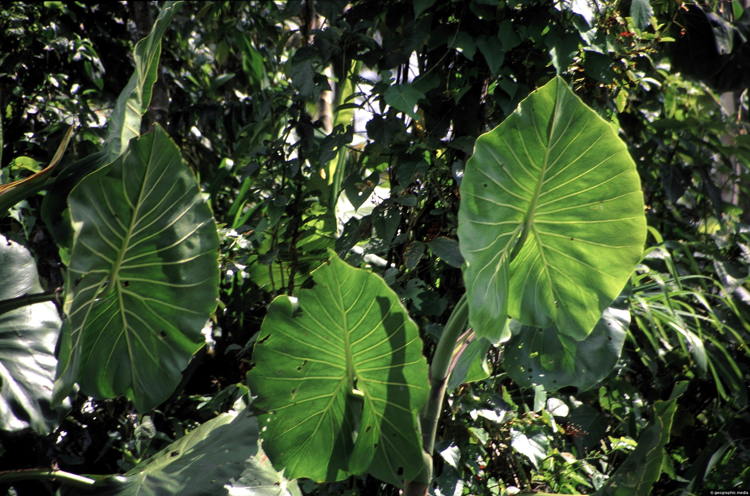Plant with Huge Leaves