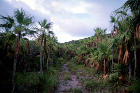 Palms and Trail in Providencia
