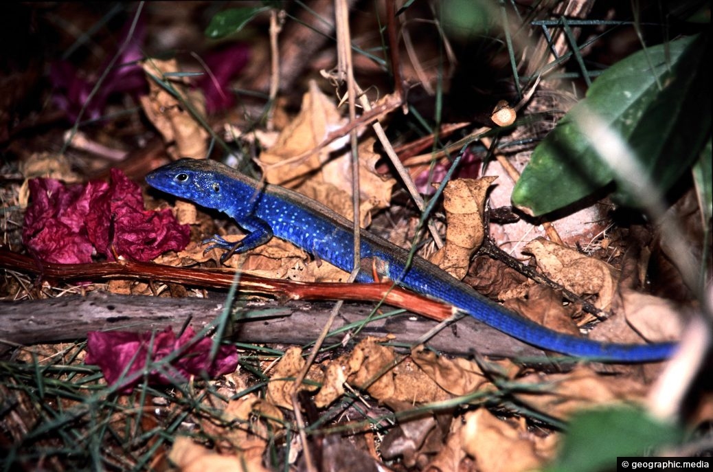 Rainbow Whiptail lizard in San Andres