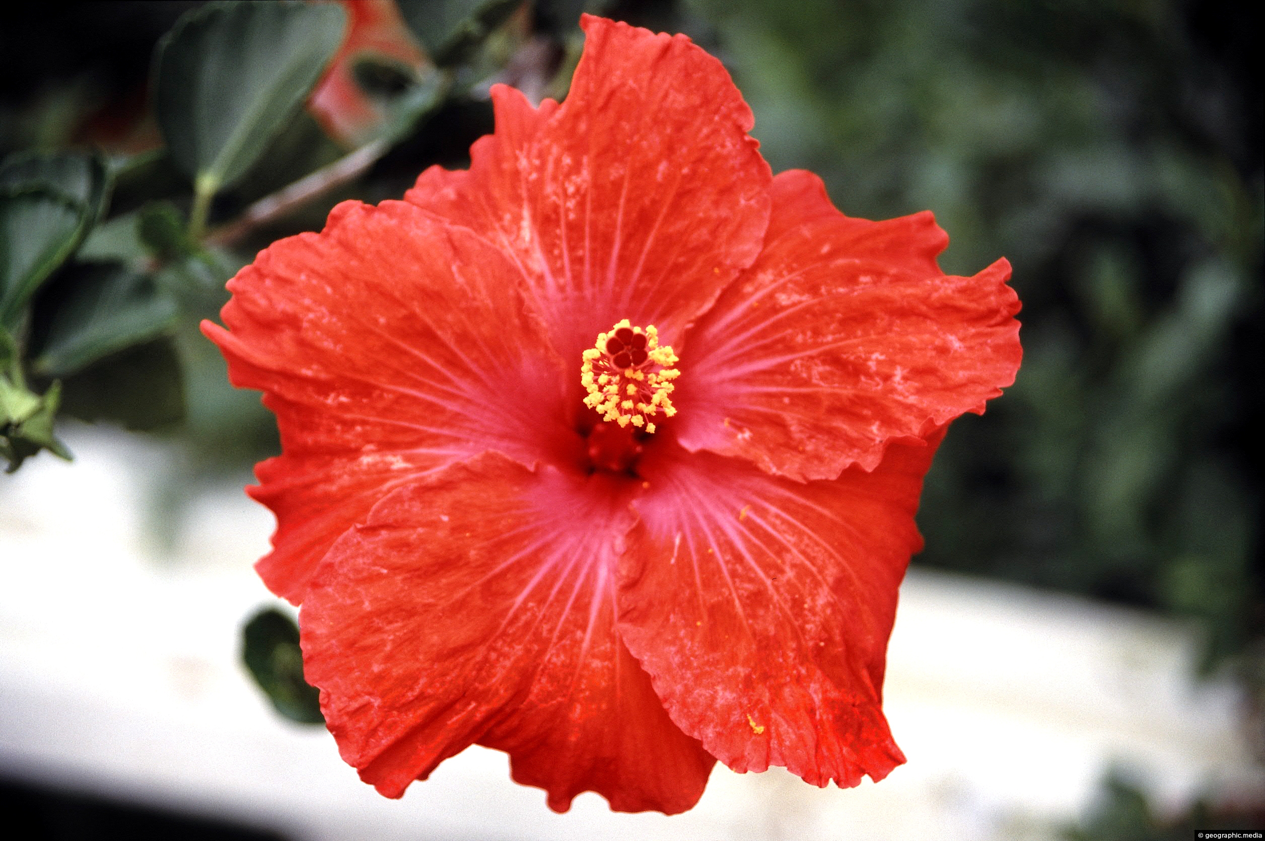 Hibiscus Flower of Colombia