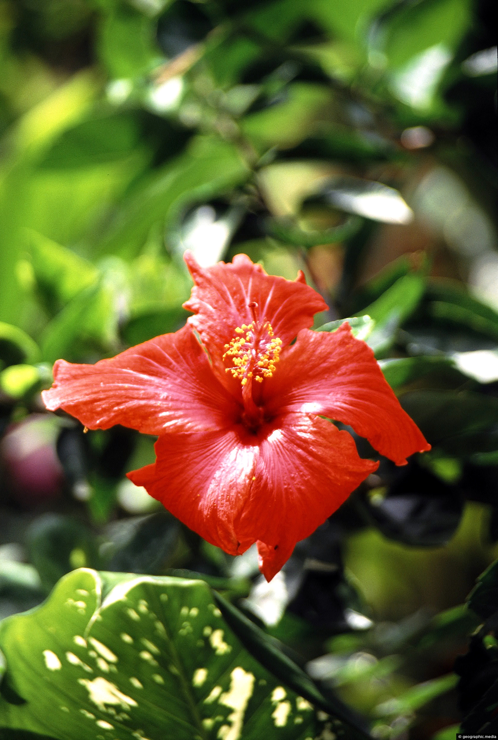 Hibiscus Rosa-Sinensis