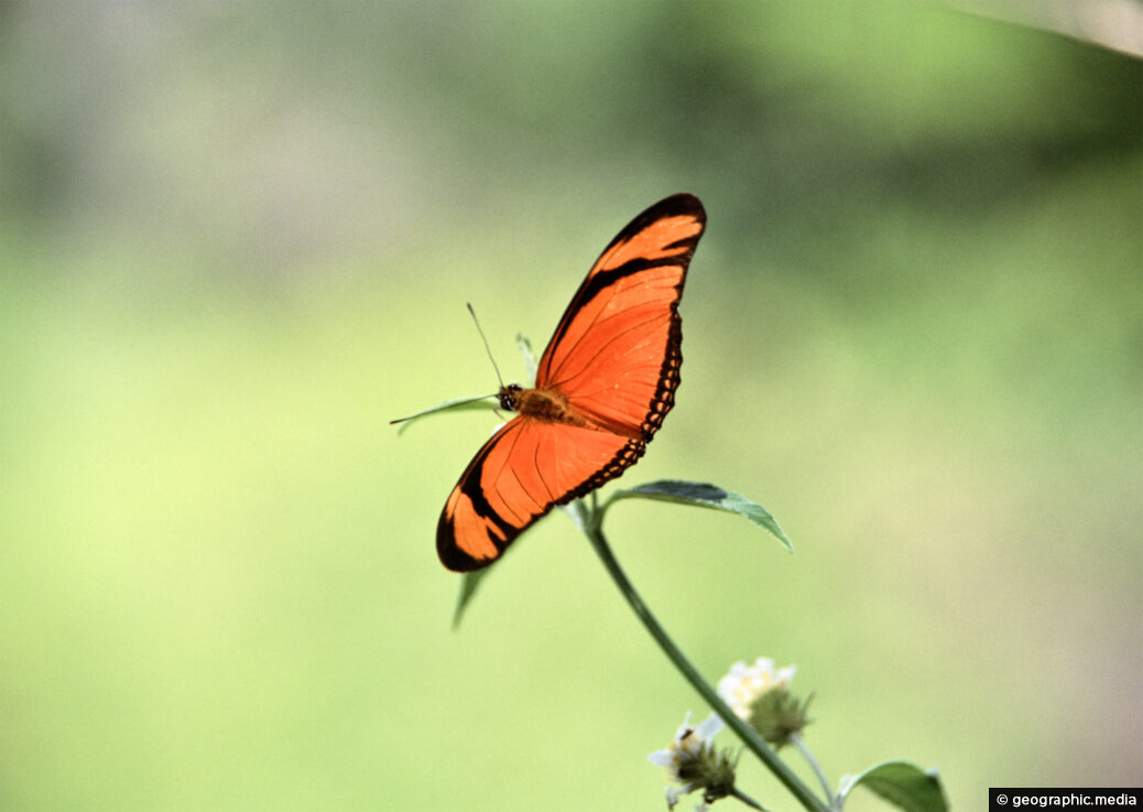 Julia heliconian Butterfly