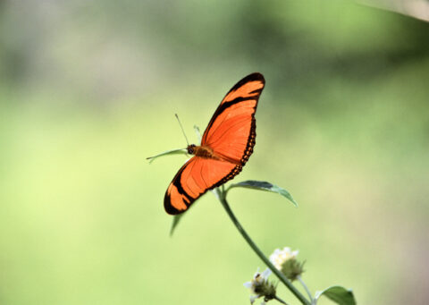 Julia heliconian Butterfly