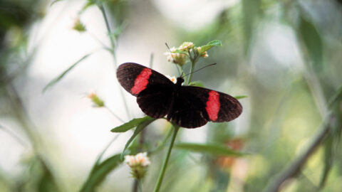 Crimson Longwing Butterfly