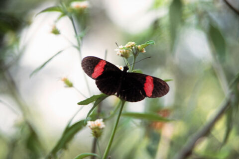 Crimson Longwing Butterfly