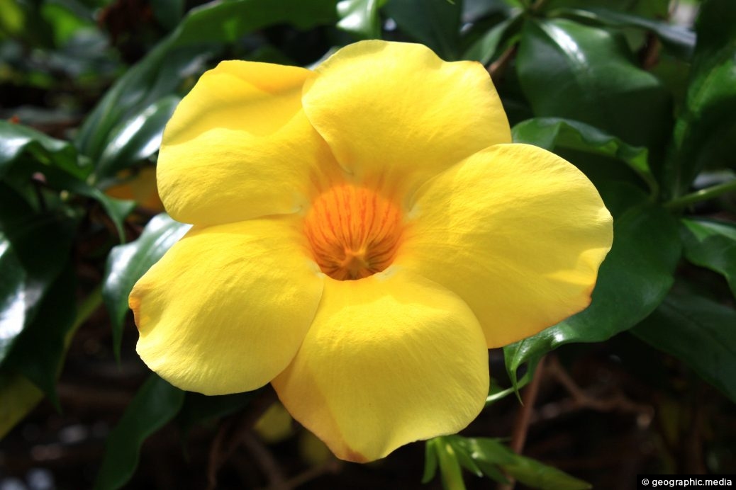 Allamanda Flower