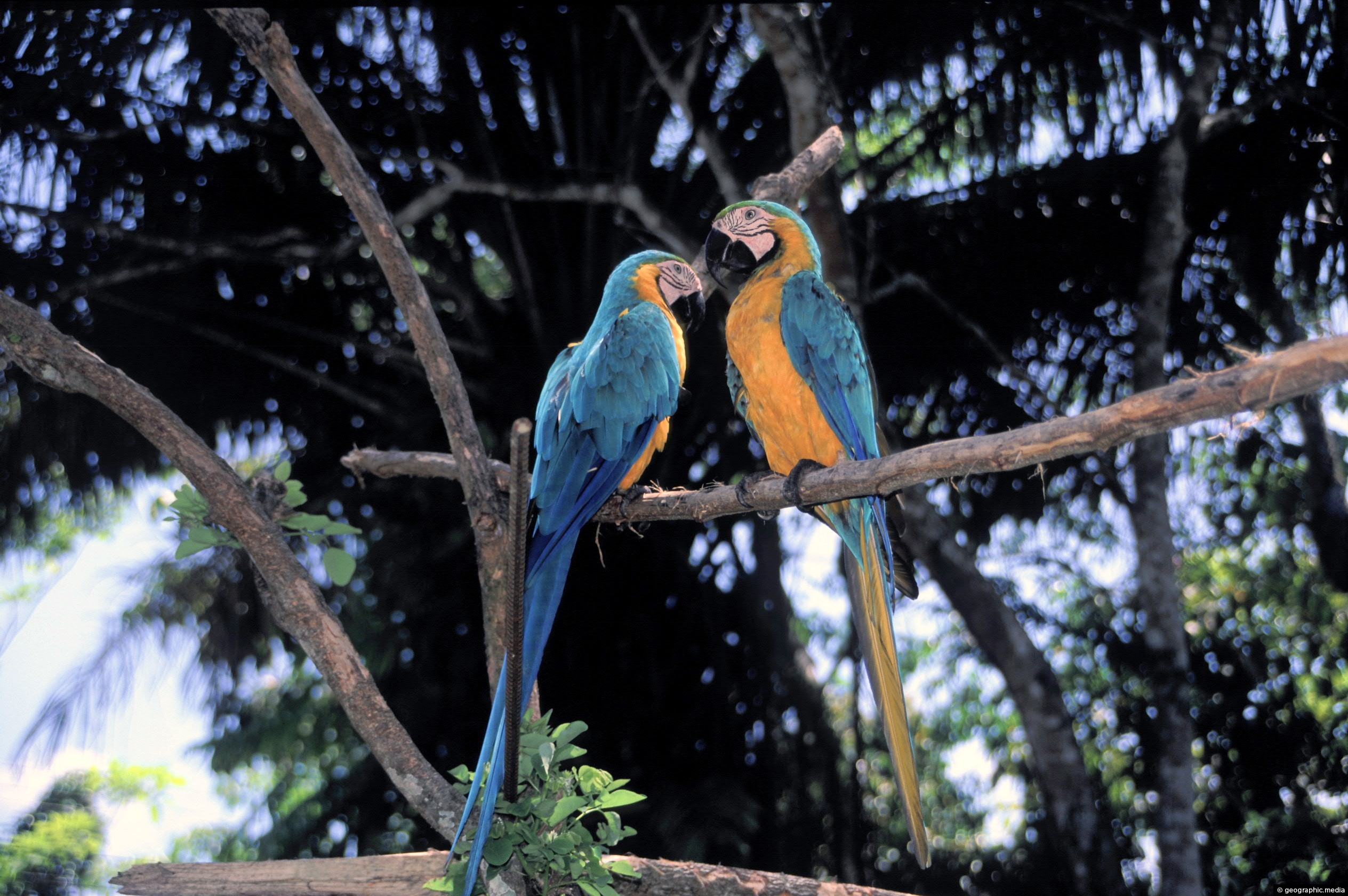 View of Two Gold Macaws in the Amazon