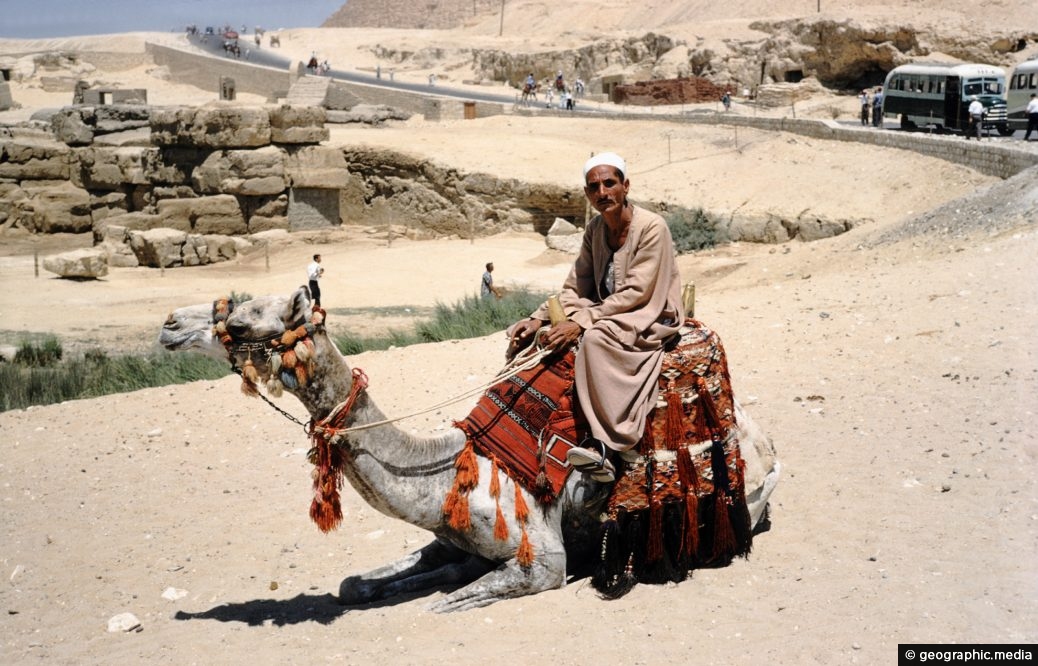 Camel on Giza Plateau