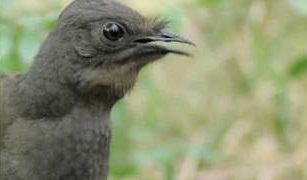 Lyre Bird Video