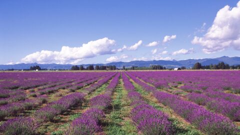 Lavender Field Coromandel