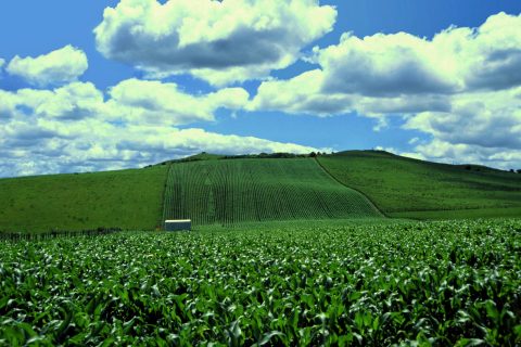 Corn Field New Zealand