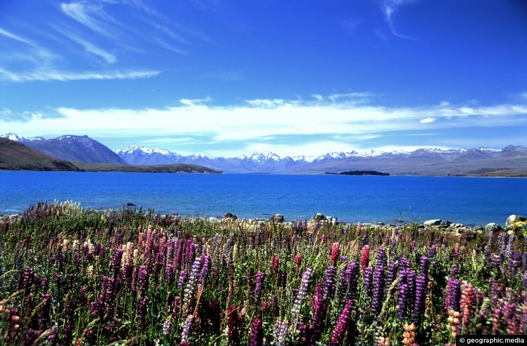 Lake Tekapo Lupins