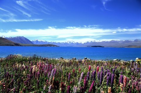 Lake Tekapo Lupins