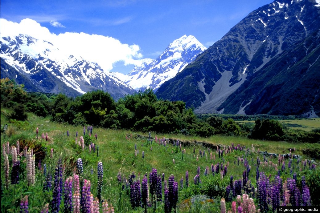 Mt Cook National Park and Lupins