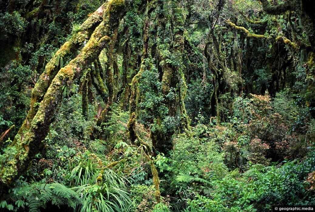 Egmont National Park Rainforest