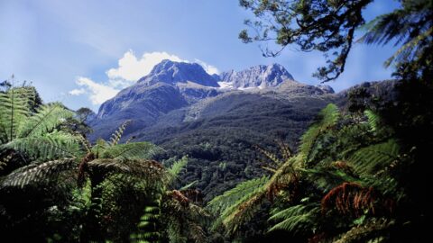 Fiordland Bush