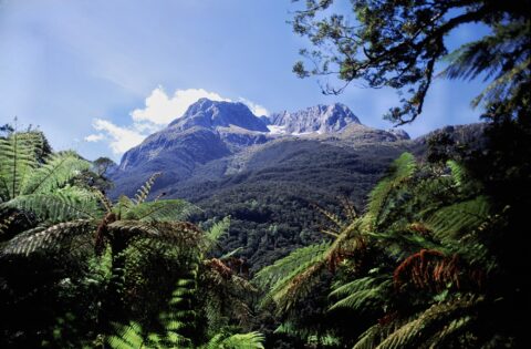 Fiordland Bush