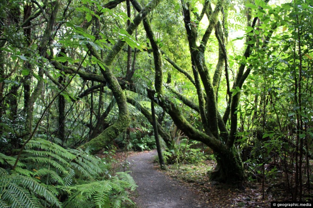 Podocarp Rainforest Walk