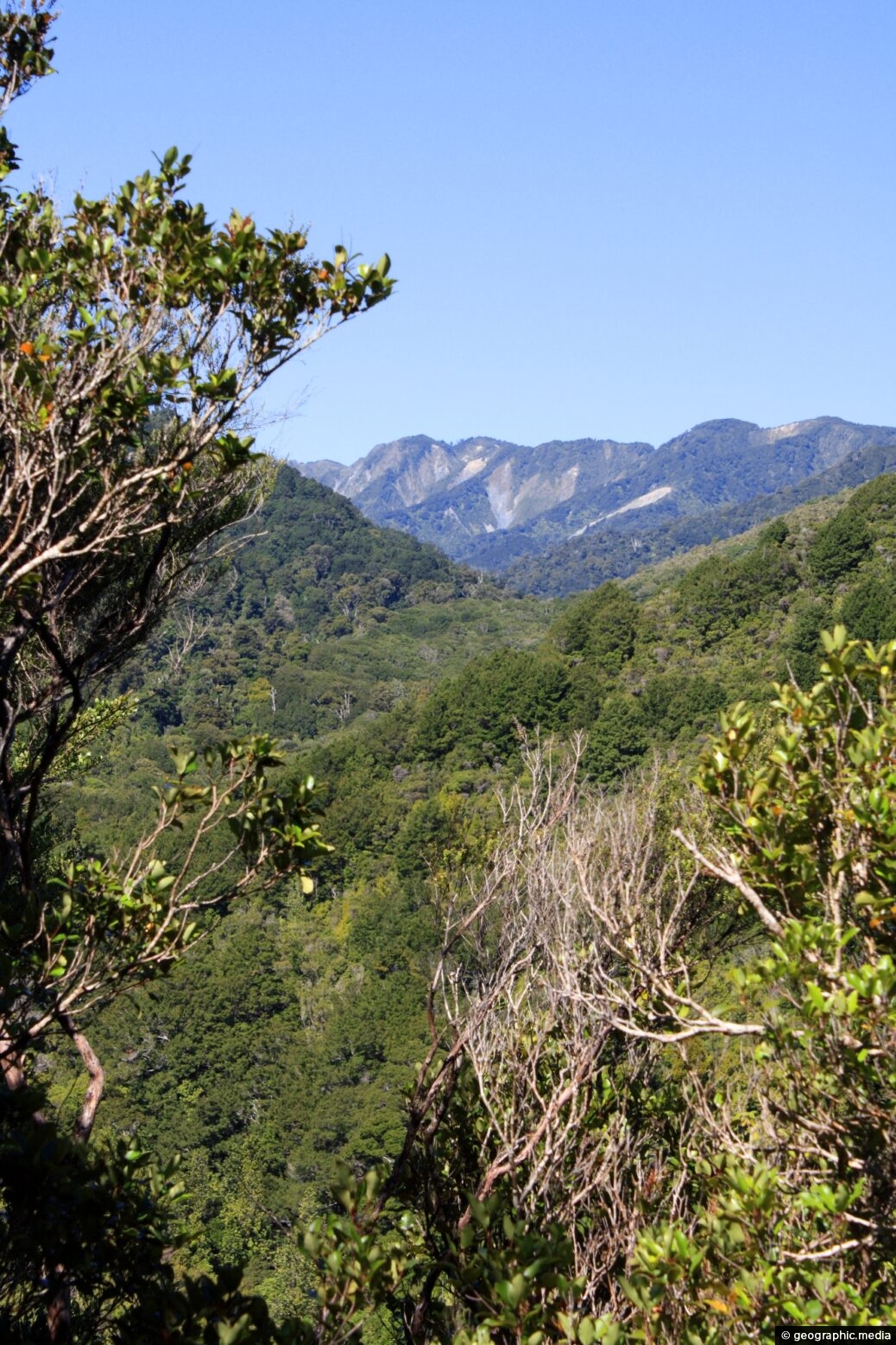Clay Ridge and Remutaka Forest